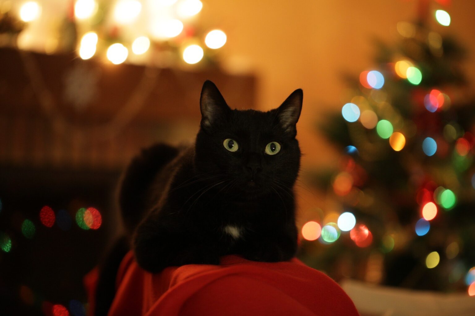 Christmas cat